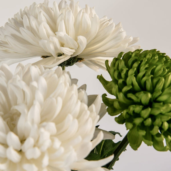 A close-up image of two white mums and one green mum on a white background